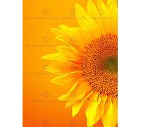 Wee Blue Coo 12 X 16 Inch / 30 X 40 Cms Single Sunflower Bloom Orange Yellow Photo Fine Art Print Poster Home Decor Picture Bmp773B