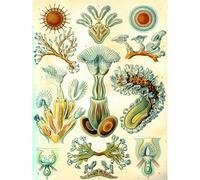Wee Blue Coo 23rd Plate Ernst Haeckel Kunstformen Der Natur Bryozoa Canvas Print