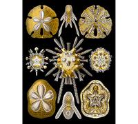 Wee Blue Coo 30th Plate Ernst Haeckel Kunstformen Der Natur Echinidea Canvas Print