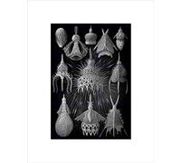 Wee Blue Coo 31st Plate Ernst Haeckel Kunstformen Der Natur Cyrtoid Wall Art Print
