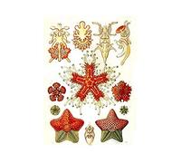 Wee Blue Coo 40th Plate Ernst Haeckel Kunstformen Der Natur Asterid Wall Art Print