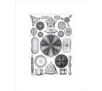 Wee Blue Coo 4th Plate Ernst Haeckel Kunstformen Der Natur Diatome Wall Art Print