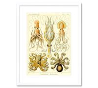 Wee Blue Coo 54th Plate Ernst Haeckel Kunstformen Der Natur Gamochona Framed Wall Art Print