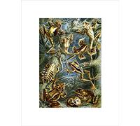 Wee Blue Coo 68th Plate Ernst Haeckel Kunstformen Der Natur Batrach Wall Art Print