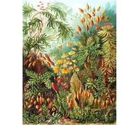 Wee Blue Coo 72nd Plate Ernst Haeckel Kunstformen Der Natur Muscinae Large Art Print Poster Wall Decor 18x24 inch