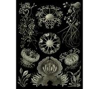 Wee Blue Coo 73rd Plate Ernst Haeckel Kunstformen Der Natur Ascomycetes Large Art Print Poster Wall Decor 18x24 inch