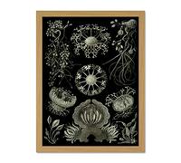 Wee Blue Coo 73rd Plate Ernst Haeckel Kunstformen Der Natur Ascomycetes Large Framed Art Print Poster Wall Decor 18x24 inch