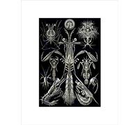 Wee Blue Coo 76th Plate Ernst Haeckel Kunstformen Natur Thoracostra Wall Art Print