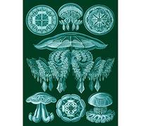 Wee Blue Coo 88th Plate Ernst Haeckel Kunstformen Der Natur Discomedusae Canvas Print