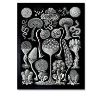 Wee Blue Coo 93Rd Plate Ernst Haeckel Kunstformen Der Natur Mycetozoa Art Print Framed Poster Wall Decor 12X16 Inch