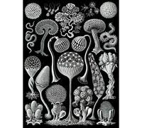 Wee Blue Coo 93Rd Plate Ernst Haeckel Kunstformen Der Natur Mycetozoa Art Print Poster Wall Decor 12X16 Inch