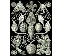 Wee Blue Coo 95th Plate Ernst Haeckel Kunstformen Der Natur Amphoridea Large Art Print Poster Wall Decor 18x24 inch