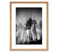 Wee Blue Coo 9x7 '' TREES LIGHT FOG BLACK WHITE FRAMED ART PRINT PICTURE MOUNT PHOTO F97X1561
