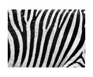 Wee Blue Coo Abstract Zebra Pattern Black White Stripe Art Print Poster Wall Decor 12X16 Inch