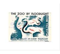 Wee Blue Coo Advert Zoo Night Flamingo Animal Lombers Camden Wall Art Print