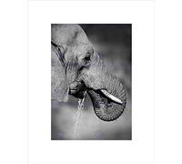 Wee Blue Coo African Elephant Drinking Black White Picture Wall Art Print