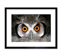 Wee Blue Coo African White Faced Owl Wide Eyes Bird Picture Framed Wall Art Print