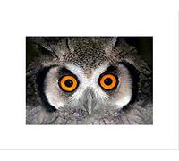 Wee Blue Coo African White Faced Owl Wide Eyes Bird Picture Wall Art Print