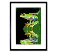 Wee Blue Coo Amazon Frog Classic Reflection Green Orange Framed Wall Art Print