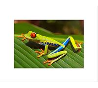 Wee Blue Coo Animal Amphibian Tree Frog Red Eye Green Cool Wall Art Print