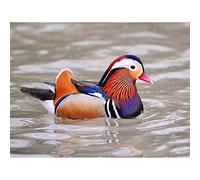 Wee Blue Coo Animal Bird Male Mandarin Duck Art Print Poster Wall Decor 12X16 Inch