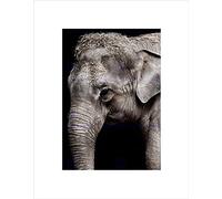 Wee Blue Coo Animal Elephant Zoo Trunk Head Black White Wall Art Print