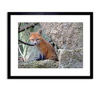 Wee Blue Coo ANIMAL FOX CUB PUP CUTE FRAMED ART PRINT POSTER PICTURE WALL F97X12338