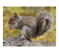 Wee Blue Coo Animal Grey Squirrel Art Print Poster Wall Decor 12X16 Inch