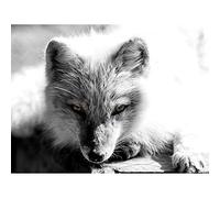 Wee Blue Coo Animal Head Arctic Fox BW Art Print Poster Wall Decor 12X16 Inch