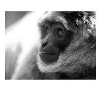 Wee Blue Coo Animal Monkey Silvery Gibbon BW Art Print Poster Wall Decor 12X16 Inch