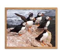 Wee Blue Coo Animal North Atlantic Puffins Art Print Framed Poster Wall Decor 12X16 Inch