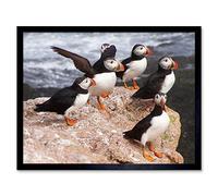 Wee Blue Coo Animal North Atlantic Puffins Art Print Framed Poster Wall Decor 12X16 Inch