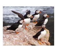Wee Blue Coo Animal North Atlantic Puffins Art Print Poster Wall Decor 12X16 Inch
