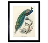Wee Blue Coo Animal Peacock Bird Scientific Pavo Cristatus Frame Art Print Picture F12X424