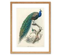 Wee Blue Coo Animal Peacock Bird Scientific Pavo Cristatus Frame Art Print Picture F12X424