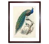 Wee Blue Coo Animal Peacock Bird Scientific Pavo Cristatus Picture Framed Wall Art Print