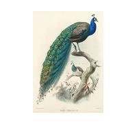 Wee Blue Coo Animal Peacock Bird Scientific Pavo Cristatus Picture Wall Art Print