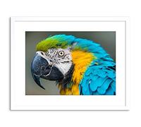 Wee Blue Coo ANIMAL PHOTO BIRD BLUE GOLD MACAW HEAD FRAMED ART PRINT POSTER F97X11781