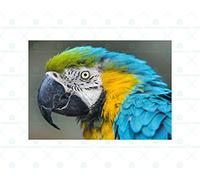 Wee Blue Coo Animal Photo Bird Blue Gold Macaw Head Wall Art Print