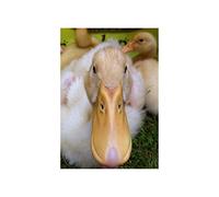 Wee Blue Coo Animal Photo Bird Duck Bill 12x16 Wall Art Print
