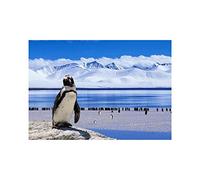Wee Blue Coo Animal Photo Bird Penguin Antarctica 12x16 Wall Art Print