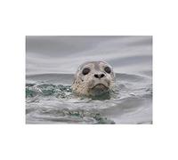 Wee Blue Coo Animal Photo Harbour Seal Water 12x16 Wall Art Print