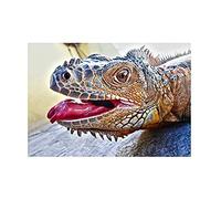 Wee Blue Coo Animal Photo Iguana Lizard Head Wall Art Print