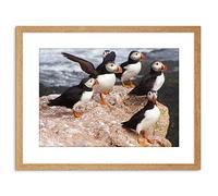 Wee Blue Coo ANIMAL PHOTO NORTH ATLANTIC PUFFINS 9x7 FRAMED ART PRINT F97X12508