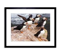 Wee Blue Coo ANIMAL PHOTO NORTH ATLANTIC PUFFINS 9x7 FRAMED ART PRINT F97X12508