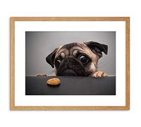Wee Blue Coo Animal Photo Pug Dog Treat Food Eyes Cute Framed Wall Art Print