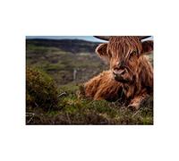 Wee Blue Coo Animal Photo Scottish Highland Coo Cow 12X16 Wall Art Print