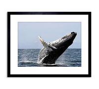 Wee Blue Coo ANIMAL PHOTOGRAPH HUMPBACK WHALE FRAMED ART PRINT POSTER F97X11835