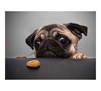 Wee Blue Coo Animal Photography Portrait Pug Dog Treat Food Eyes Cute Art Print Poster Wall Decor 12X16 Inch