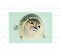 Wee Blue Coo Animal Seal Swim Close Up Face Wall Art Print